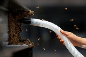 Beekeeper Hannah Baek works to remove a large swarm of bees that had taken up residence on a building in the Times Square district of New York