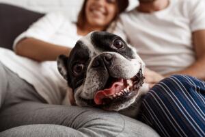 pareja-con-su-perro.jpg