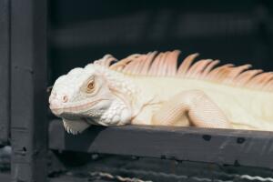 iguana-albina.jpg