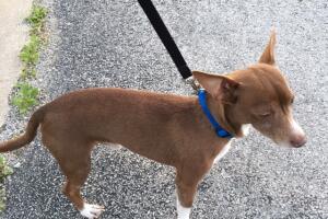 Chiquito regresa a casa