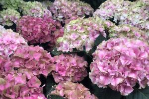 UNA DOCENA DE FLORES PARA MAMA /IMG_1251.JPG