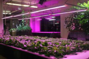 Plant Chicago