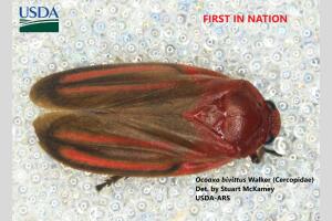 plaga frontera cargamento de flores Laredo Texas