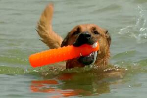 Calor intenso en Chicago: Perros toman las playas para refrescarse 