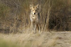 (Ajo, Arizona)?A coyote patrols his territory in the Cabeza Prieta National Wildlife Refuge in sout