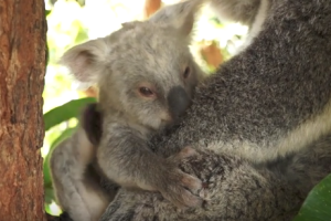 koala-blanco_2.png