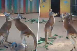 Pelea entre canguros