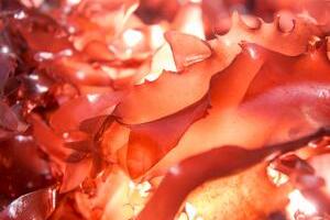 bacon_vegetariano.jpg