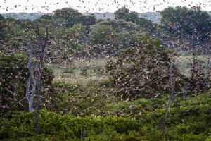 Annual Bat Migration