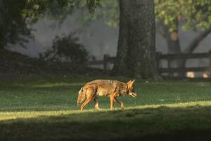 Ataques Coyotes 