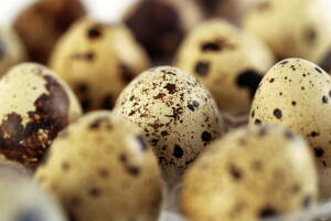 beneficios-calorias-ovo-codorna-2.jpg