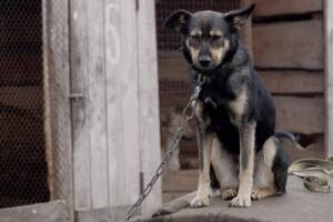 Ordenanza prohíbe atar perros durante el calor excesivo