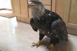 Aguila_.jpg