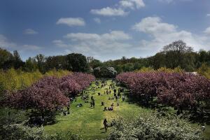 El Jardín Botánico de Brooklyn se viste de pétalos rosados