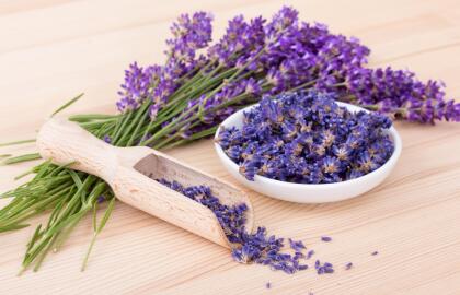 La lavanda limpia el hogar de energías negativas, habladurías de otros y "trabajos", inclusive brujería o mal de ojo. Es una planta que atrae la buena suerte y el éxito, por lo que la encontrarás en muchos rituales.