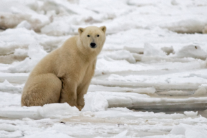 osos-polares-estudio (4).png