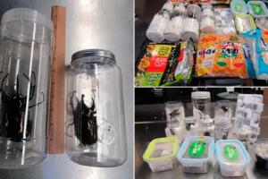 Decomisan 37 escarabajos vivos ocultos en dulces japoneses en aeropuerto de Los Ángeles