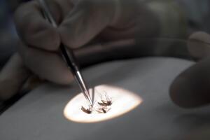 Second Confirmed Case Of The West Nile Virus