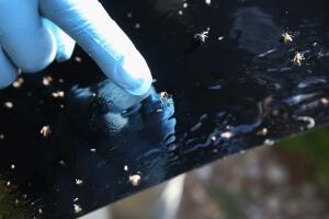 Health Workers Test And Spray For Mosquitos As Texas Prepares For Zika Virus