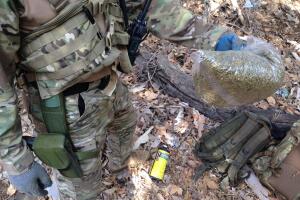 Plantíos de marihuana en Los Ángeles