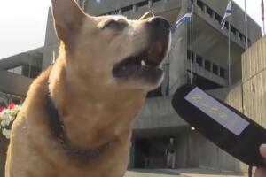entrevista-perro-alcalde.jpg