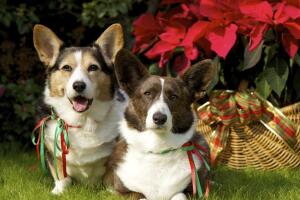 consejos-para-que-tu-perro-no-se-intoxique-en-navidad-2.jpg