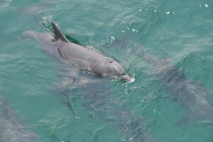 delfines.jpg