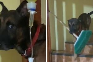perrito_cenicienta.jpg