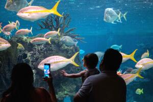 Qué hacer en Nueva York con niños, gratis