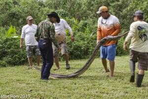 Everglades Python/Python 2-3.jpg