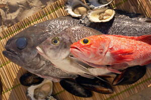 peixes-cuidados-escolha.jpg