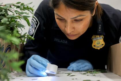 MIAMI, FLORIDA - FEBRUARY 12: Skarlette Zelada, U.S. Customs and Border Protection Agriculture Specialist, uses a magnifying glass to look for larvae while inspecting flowers for foreign pests or diseases in the FedEx Cargo hub at Miami International Airport on February 12, 2025 in Miami, Florida. FedEx transfers millions of fresh flowers through the hub for Valentine's season by increasing air capacity from Colombia and Ecuador. They will transport over 2.2 million pounds of flowers from these countries in February. (Photo by Joe Raedle/Getty Images)
