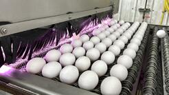 Confirman brote de gripe aviar en granja de gallinas ponedoras de huevos en Texas: cuán seguro es este alimento