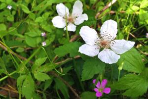 Vistazo a las flores silvestres que adornan la primavera texana