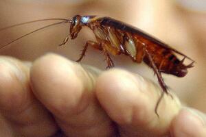 Cucaracha