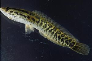Landwalking "Snakehead" Fish Appears In Philadelphia