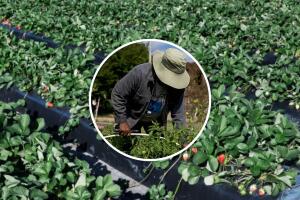 La industria fresera depende de mano de obra inmigrante en Florida.