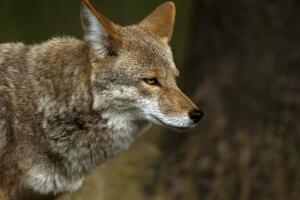 (Yosemite SUMMER) A coyote prowls the El Capitan meadow area at sunrise in Yosemite National Park A