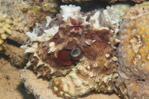 Octopus on a coral reef