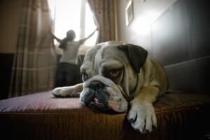 petfriendlyhotels2.jpg