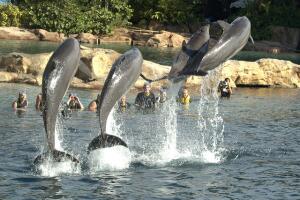 2 discovery cove.jpg