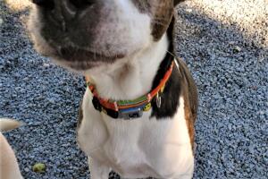 Sasfapr - Rodrigo.jpg