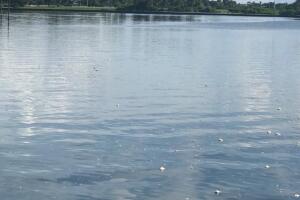 PECES MUERTOS/IMG_0692.JPG