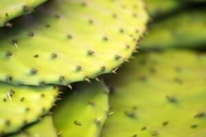 nopal_2.jpg