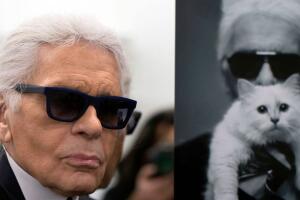 gato_lagerfeld.jpg