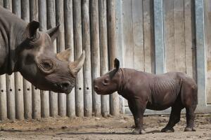 Chicago's Lincoln Park Zoo Host Preview Of Baby Rhinoceros