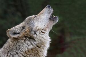 lobo.jpg