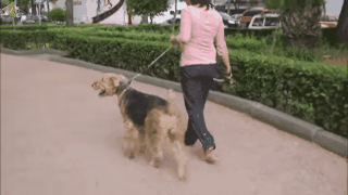 ejercicio-con-perro.gif