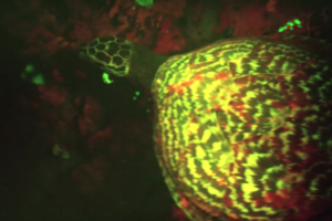 Bioluminiscencia Tortuga carey