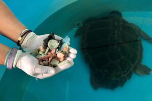 Tortuga/Tortuga plástico 2.jpg